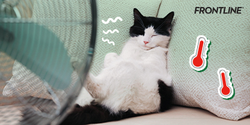 AW_FRONTLINE_Banner_ปัญหาที่มักเกิดกับแมวเมื่ออากาศร้อน