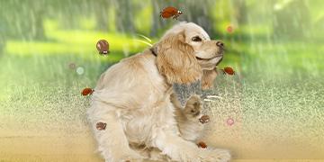 23-fl-banner-360x180