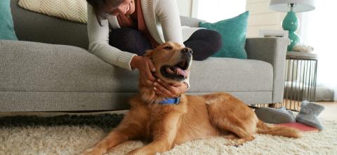 Head Banner Dog Woman Couch