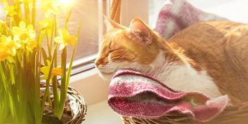 5 ความเชื่อผิดๆ ในการดูแลน้องแมวช่วงอากาศร้อน