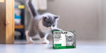 เหตุผลที่ควรป้องกันเห็บหมัดให้ลูกแมวด้วย FRONTLINE PLUS CAT