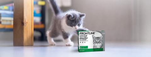 เหตุผลที่ควรป้องกันเห็บหมัดให้ลูกแมวด้วย FRONTLINE PLUS CAT