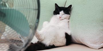 AW_FRONTLINE_Banner_ปัญหาที่มักเกิดกับแมวเมื่ออากาศร้อน